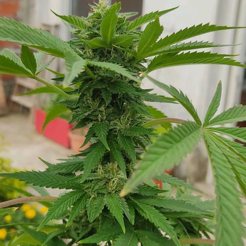 Tropicana wfc growlog timeline photo