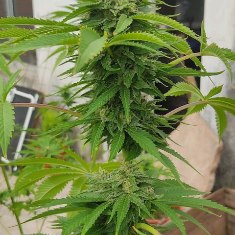 Tropicana wfc growlog timeline photo