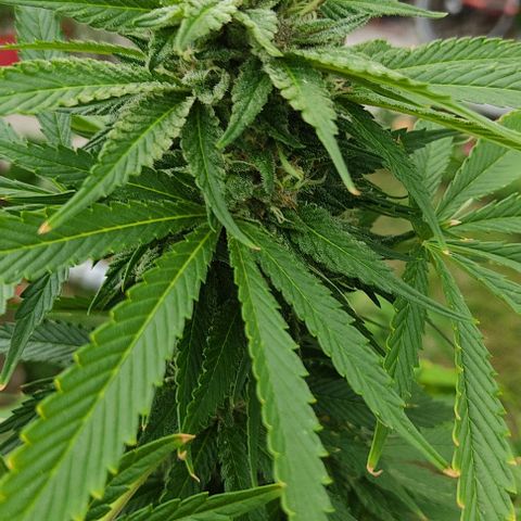 Tropicana wfc growlog timeline photo