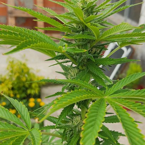 Tropicana wfc growlog timeline photo