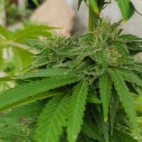 Tropicana wfc growlog timeline photo