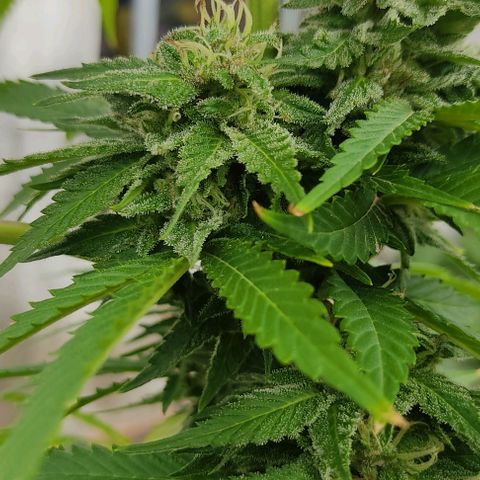 Tropicana wfc growlog timeline photo