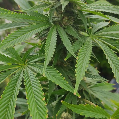 Tropicana wfc growlog timeline photo