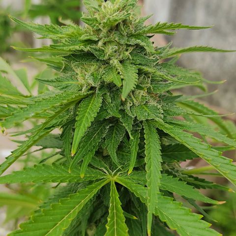 Tropicana wfc growlog timeline photo