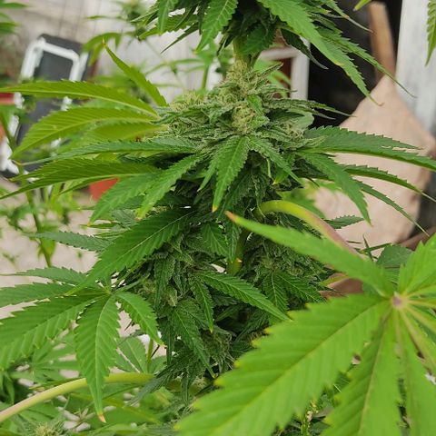 Tropicana wfc growlog timeline photo