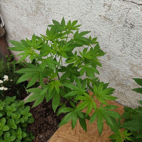 Bananaka growlog timeline photo