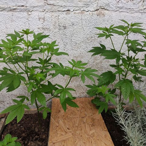 Bananaka growlog timeline photo