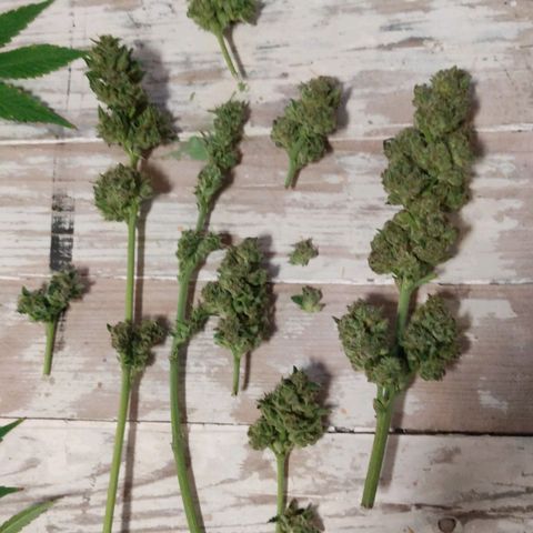 Tropicana wfc growlog timeline photo