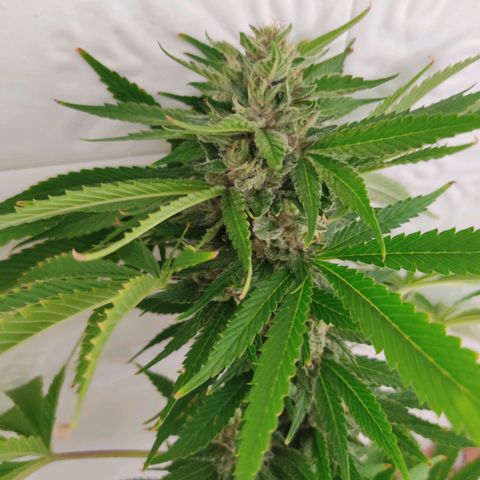Tropicana wfc growlog timeline photo