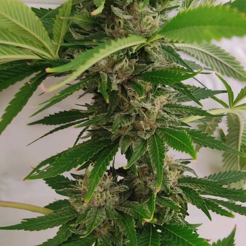 Tropicana wfc growlog timeline photo