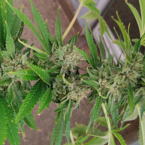 Tropicana wfc growlog timeline photo