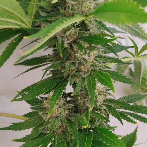 Tropicana wfc growlog timeline photo