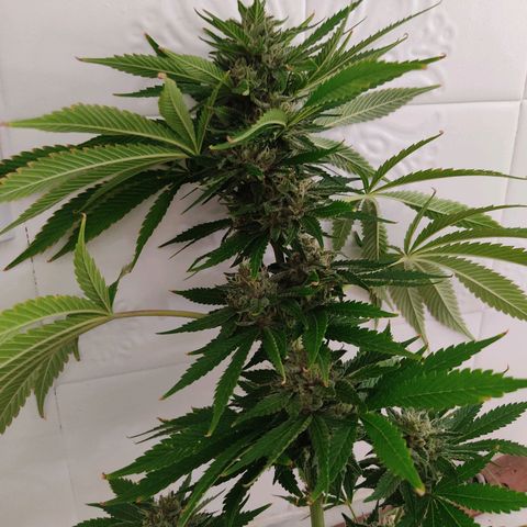 Tropicana wfc growlog timeline photo