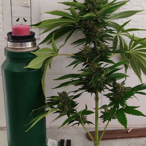 Tropicana wfc growlog timeline photo