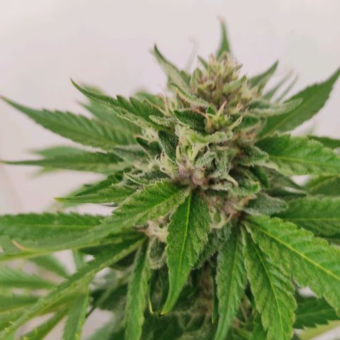 Tropicana wfc growlog timeline photo