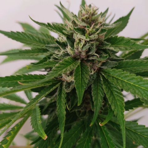 Tropicana wfc growlog timeline photo