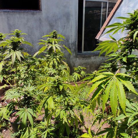 Tropicana wfc growlog timeline photo