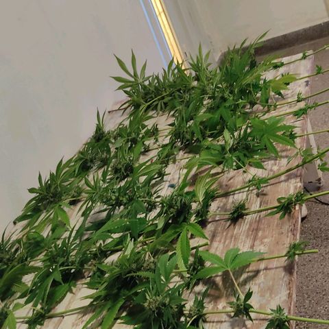 Tropicana wfc growlog timeline photo