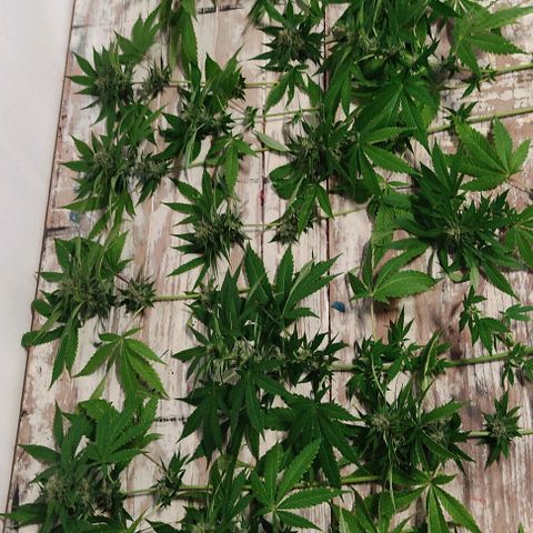 Tropicana wfc growlog timeline photo