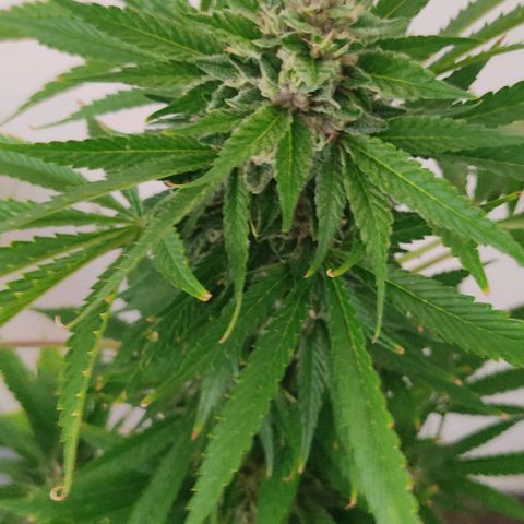 Tropicana wfc growlog timeline photo