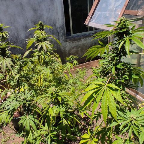 Tropicana wfc growlog timeline photo