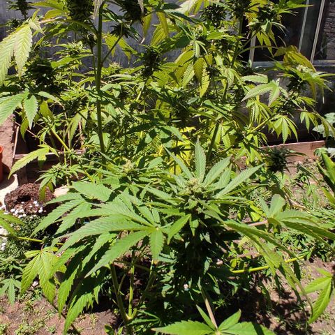 Tropicana wfc growlog timeline photo