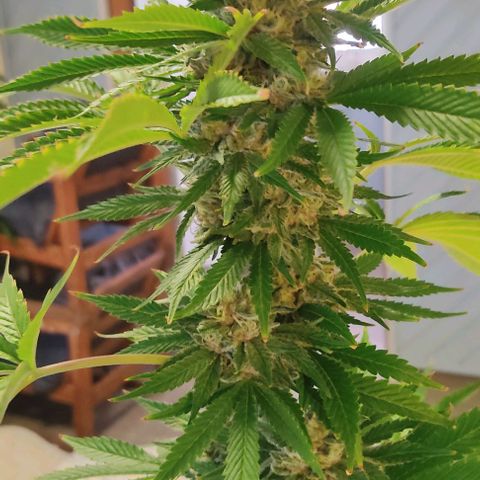 Tropicana wfc growlog timeline photo