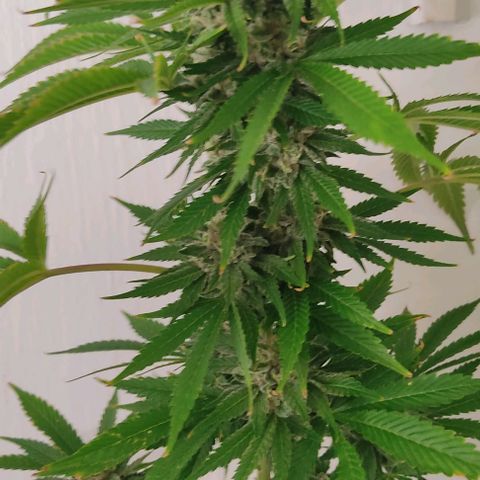 Tropicana wfc growlog timeline photo
