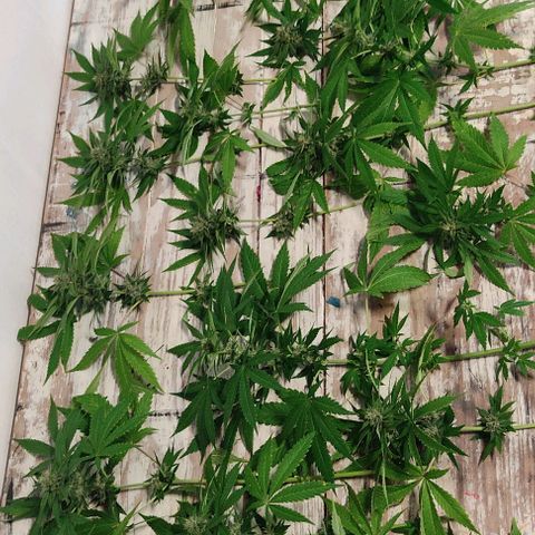 Tropicana wfc growlog timeline photo