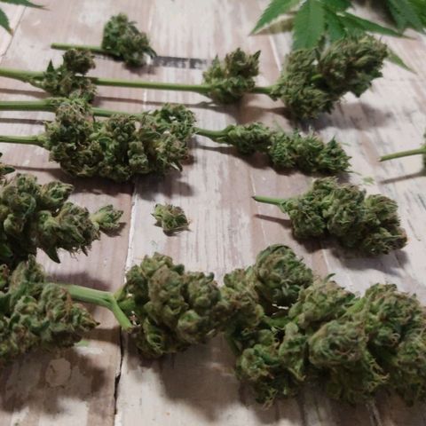 Tropicana wfc growlog timeline photo