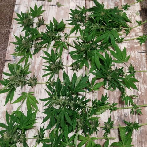Tropicana wfc growlog timeline photo