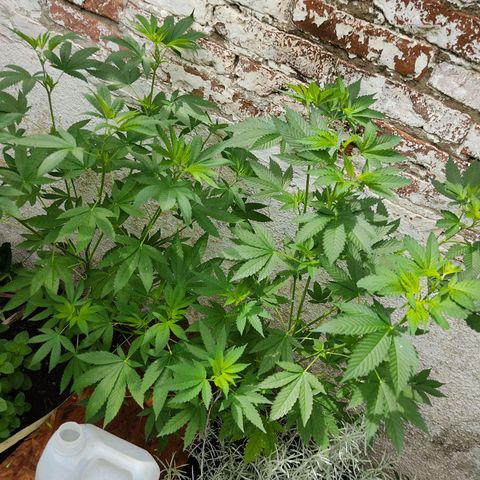 Bananaka growlog timeline photo
