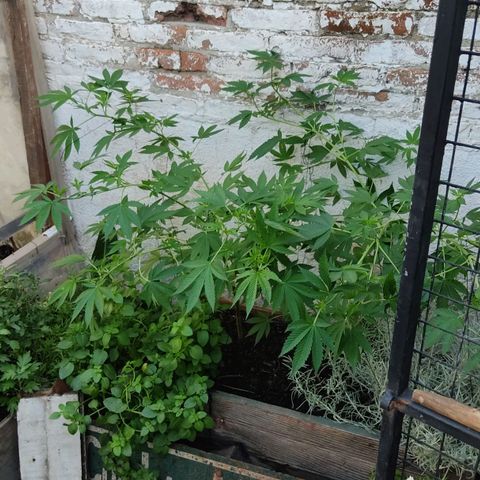 Bananaka growlog timeline photo