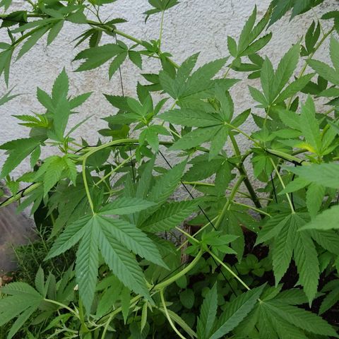 Bananaka growlog timeline photo