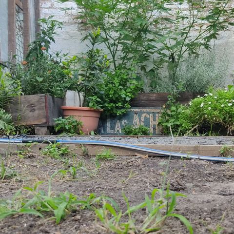 Bananaka growlog timeline photo