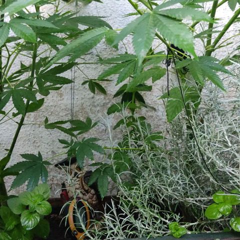Bananaka growlog timeline photo