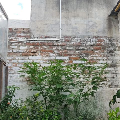 Bananaka growlog timeline photo
