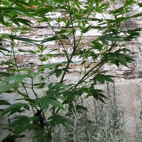 Bananaka growlog timeline photo