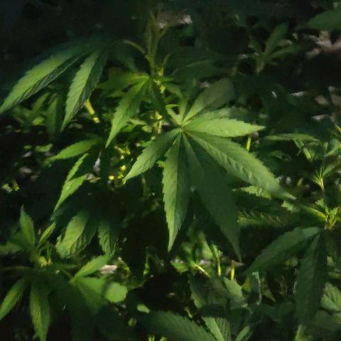 Bananaka growlog timeline photo