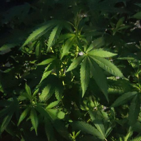 Bananaka growlog timeline photo