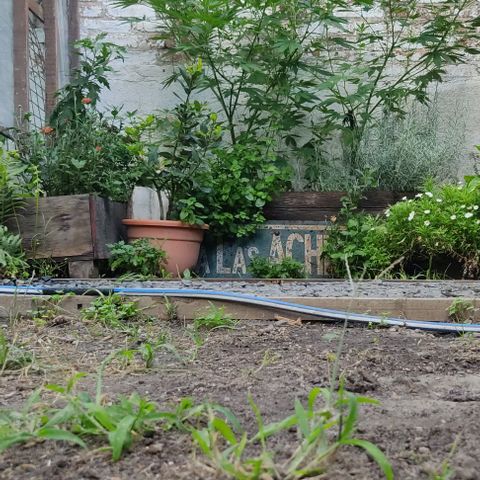 Bananaka growlog timeline photo