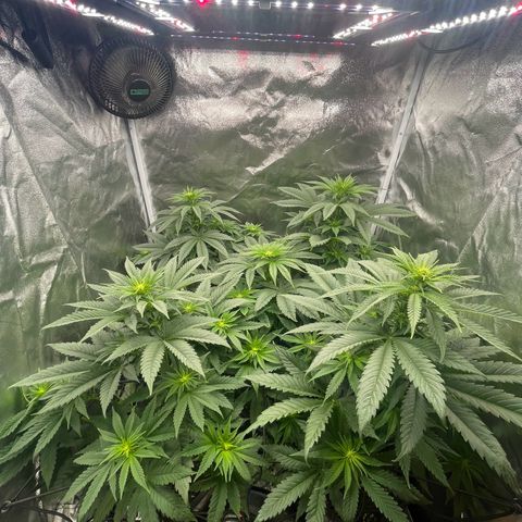 Sweet ZZ growlog timeline photo
