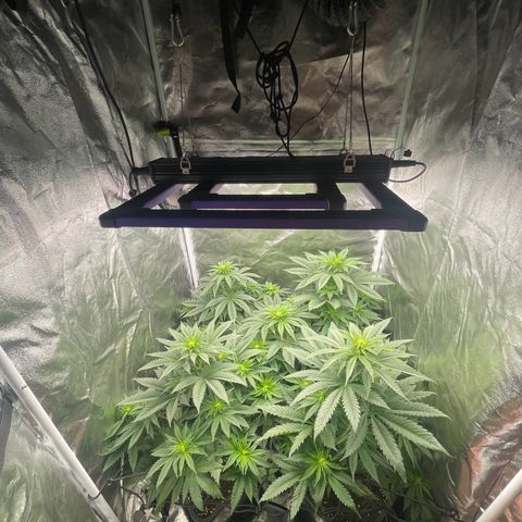 Sweet ZZ growlog timeline photo