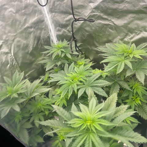 Sweet ZZ growlog timeline photo