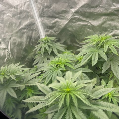 Sweet ZZ growlog timeline photo