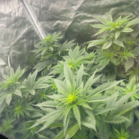 Sweet ZZ growlog timeline photo