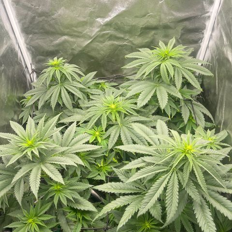 Sweet ZZ growlog timeline photo