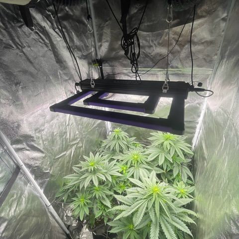 Sweet ZZ growlog timeline photo