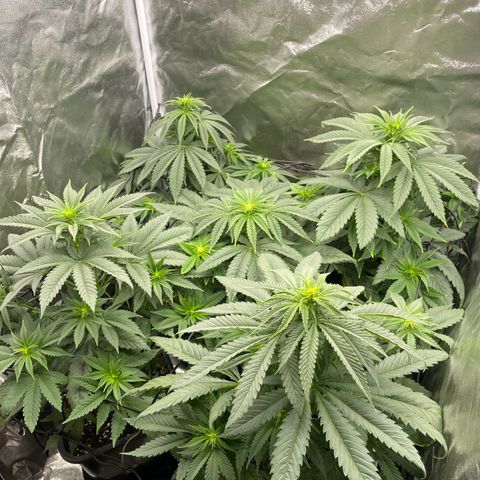 Sweet ZZ growlog timeline photo