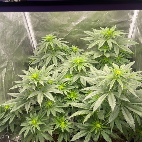 Sweet ZZ growlog timeline photo